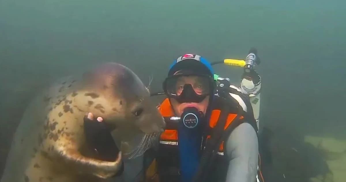 แมวน้ำเกาะติด ไม่ยอมให้นักดำน้ำว่ายไปไหน