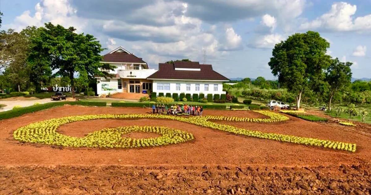 ชาวปากช่อง ร่วมใจกันปลูกต้นเทียนทองเป็นเลข ๙ น้อมรำลึกถึงพ่อหลวง