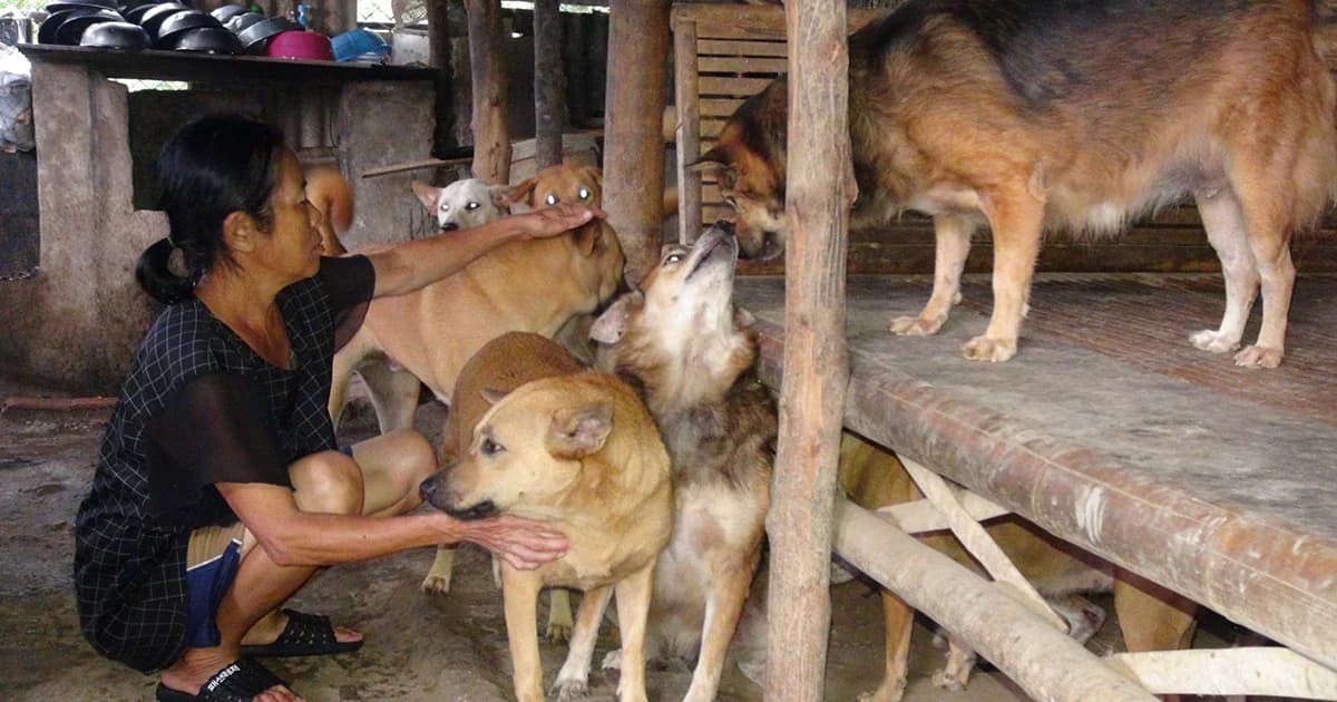คนเลี้ยงสุนัขจรจัด ร้องรัฐยกเลิกขึ้นทะเบียน ‘หมา-แมว’ เผยเงินไม่พอจ่าย