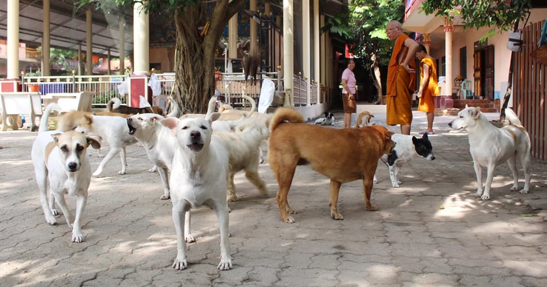 วัดไม่มีเงินจ่าย! ชี้ค่าลงทะเบียน ‘หมา-แมว’ ต้องจ่ายเป็นแสน เหตุหมาถูกทิ้งนับร้อยตัว
