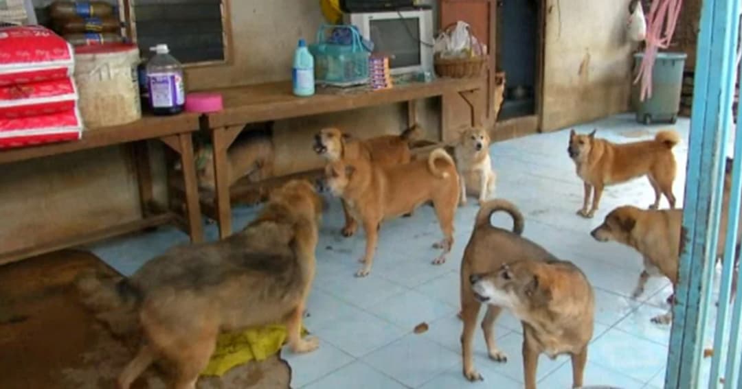 ผู้เชี่ยวชาญโรคอุบัติใหม่ค้านขึ้นทะเบียนสัตว์เลี้ยง ระบุไทยยังไม่พร้อม-กทม.เผยมีขึ้นทะเบียนฟรีอยู่แล้ว