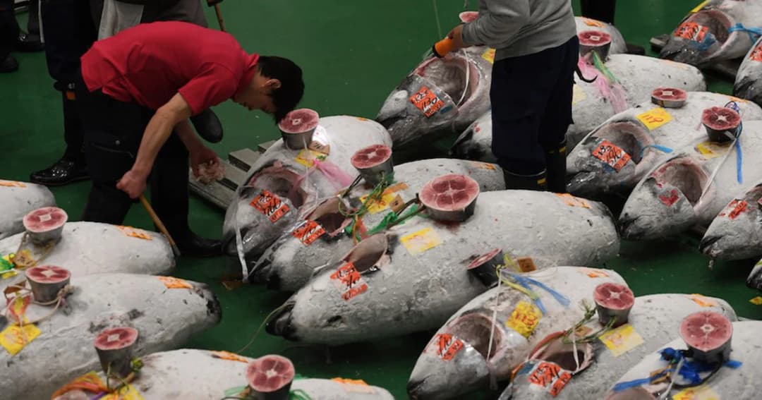 ตลาดปลากรุงโตเกียวแห่งใหม่ เปิดให้บริการแล้ว