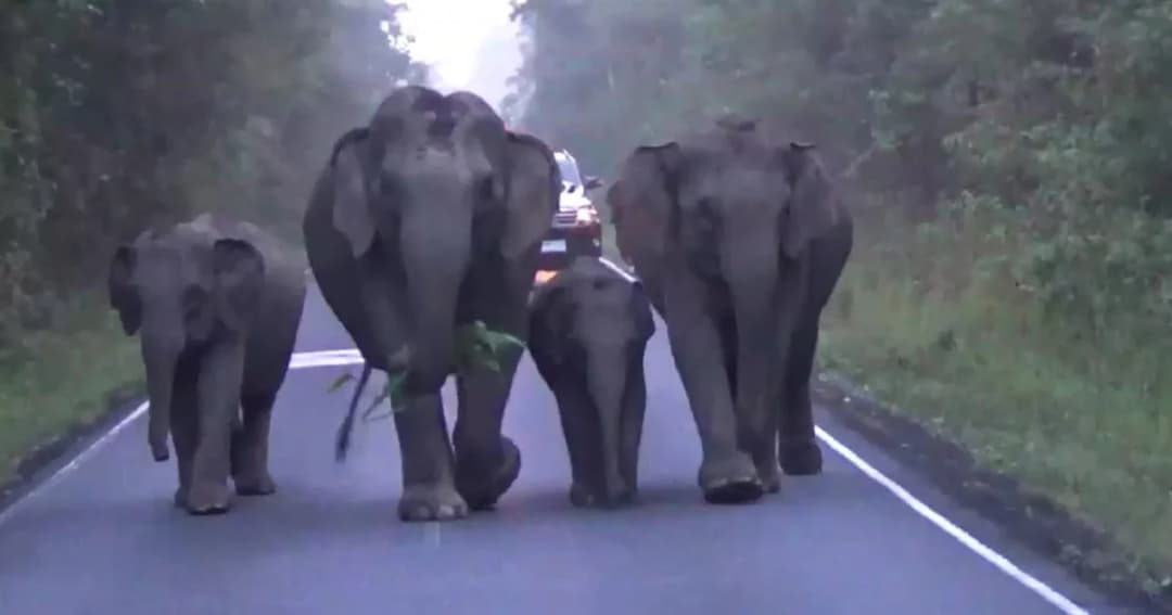 เขาใหญ่เตือนนทท. ระวังตัวจากโขลงช้างพ่อแม่ลูกเดินเพ่นพ่าน