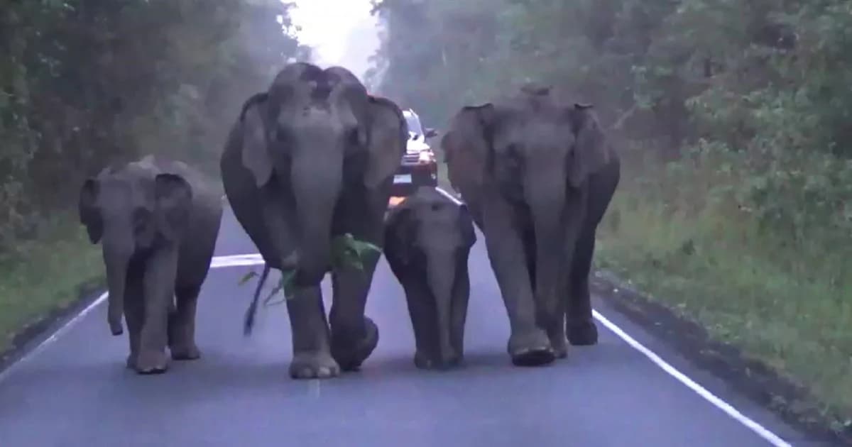 เขาใหญ่เตือนนทท. ระวังตัวจากโขลงช้างพ่อแม่ลูกเดินเพ่นพ่าน