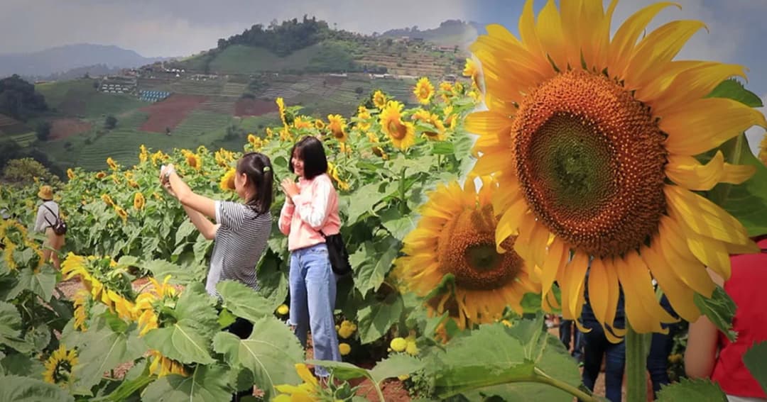 หยุดยาวคึกคัก ! นทท.ทะลักม่อนแจ่ม ชมทุ่งทานตะวันต้อนรับลมหนาว