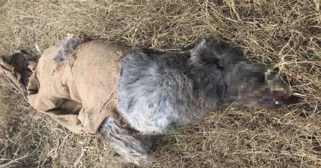 สะเทือนใจ ! พิษข่าวขึ้นทะเบียนหมาแมว ทำชาวบ้านจับหมายัดกระสอบทิ้งหน้าวัดตายเกลื่อน