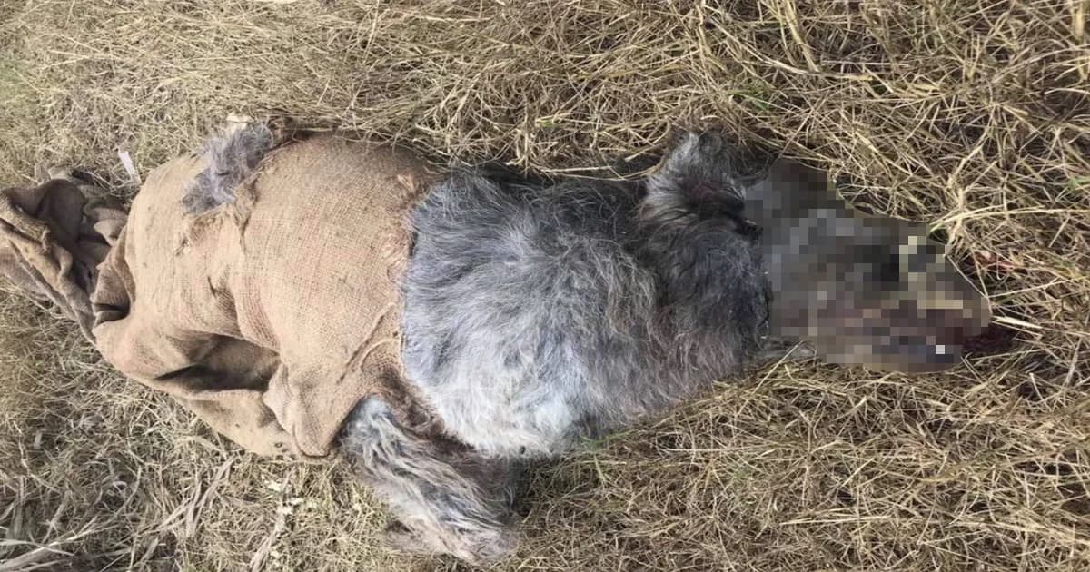 สะเทือนใจ ! พิษข่าวขึ้นทะเบียนหมาแมว ทำชาวบ้านจับหมายัดกระสอบทิ้งหน้าวัดตายเกลื่อน