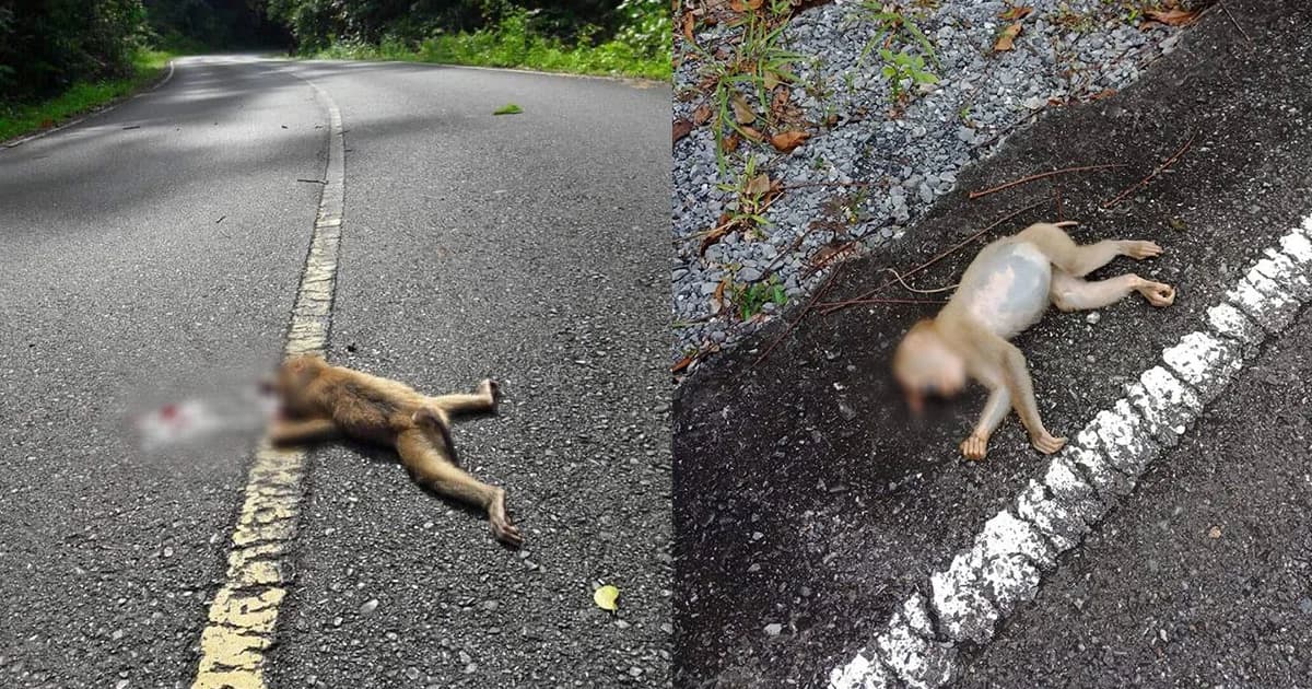 สลด ! รถนักท่องเที่ยวชนลิงเขาใหญ่ ตาย 2 ตัว