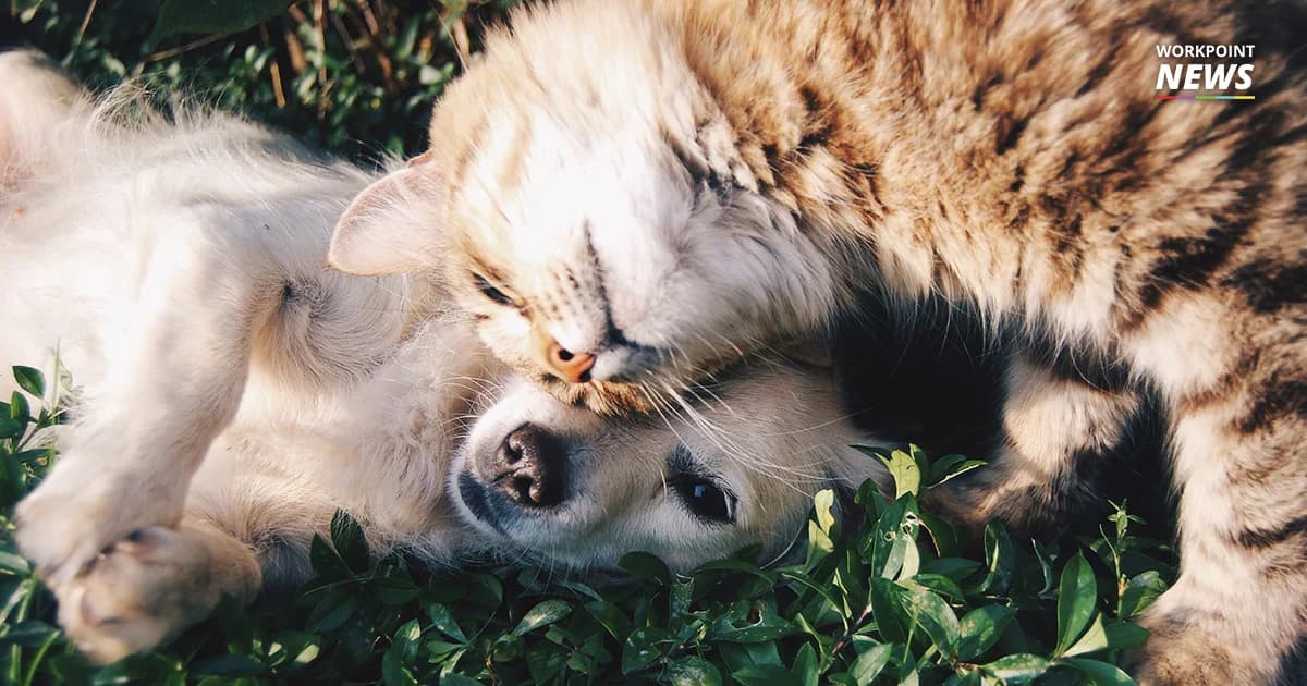 กำหนดขึ้นทะเบียน หมา – แมว รอบแรกฟรี