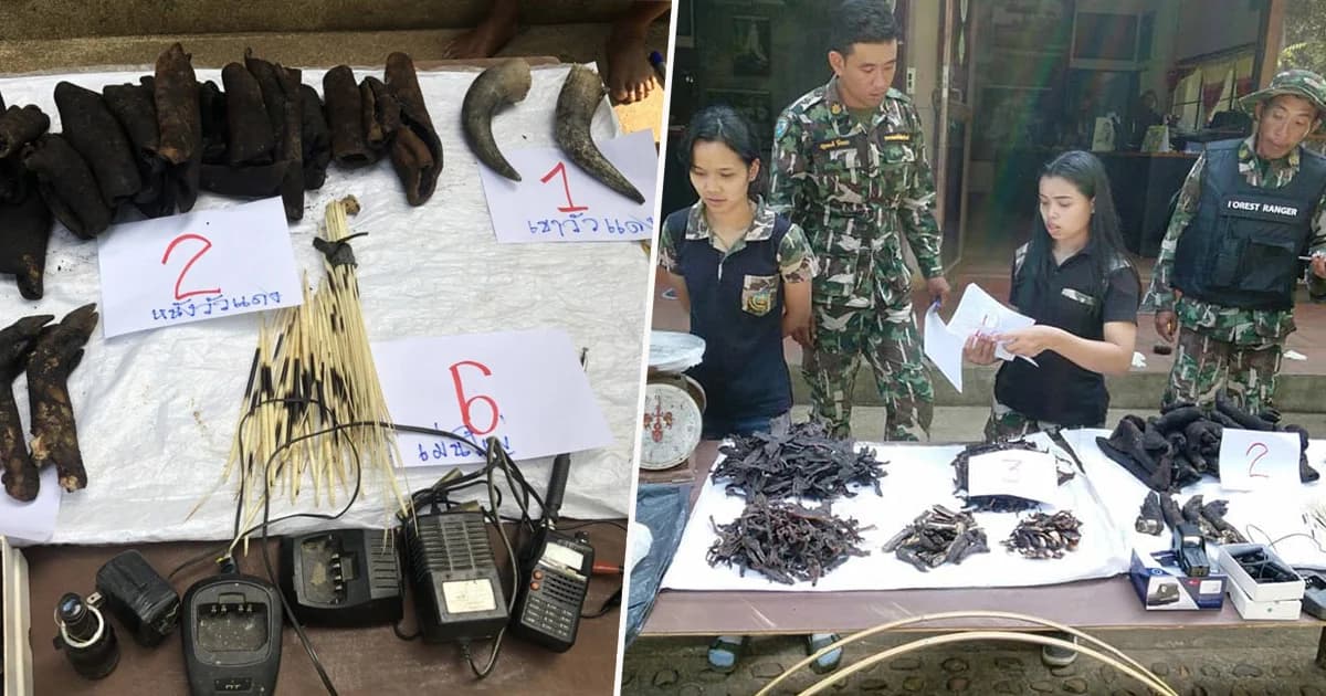 ทีมพญาเสือเดินหน้ากวาดล้างพรานป่าเมืองกาญจน์ ยึดซากสัตว์ป่า 19 รายการ