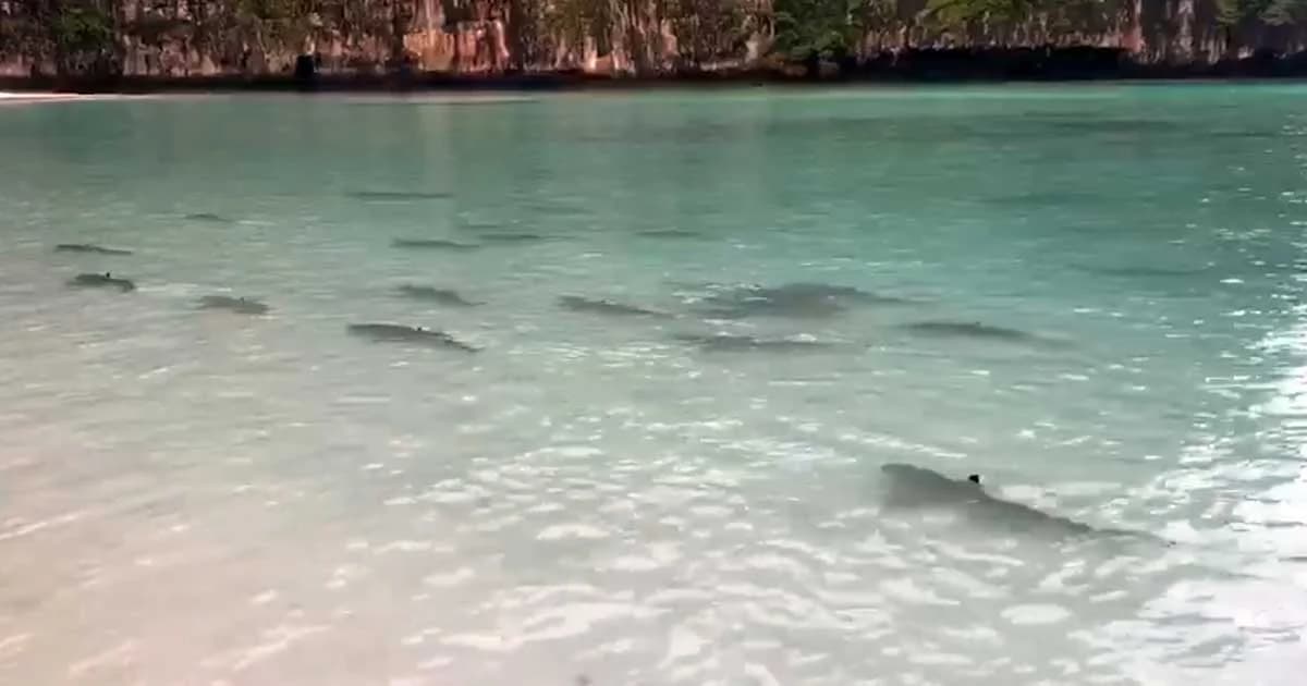 เปิดคลิป ฝูงฉลามหูดำ แหวกว่ายหน้าอ่าวมาหยา หลังปิดฟื้นฟูนานกว่า 4 เดือน