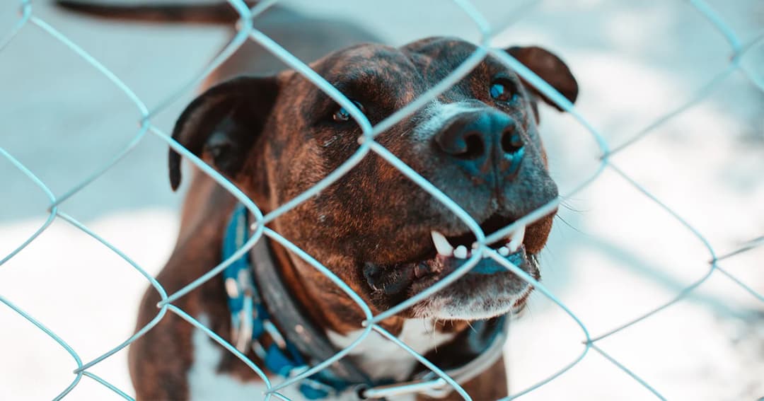 กรมควบคุมโรคพบผู้เสียชีวิตจากโรคพิษสุนัขบ้า รายที่ 17 อยู่ จ.สงขลา