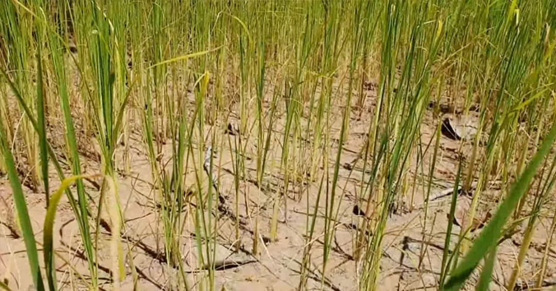 ชาวนาร้อยเอ็ดระทม ! ฝนทิ้งช่วง ทำข้าวยืนต้นตายเกือบ 2 แสนไร่