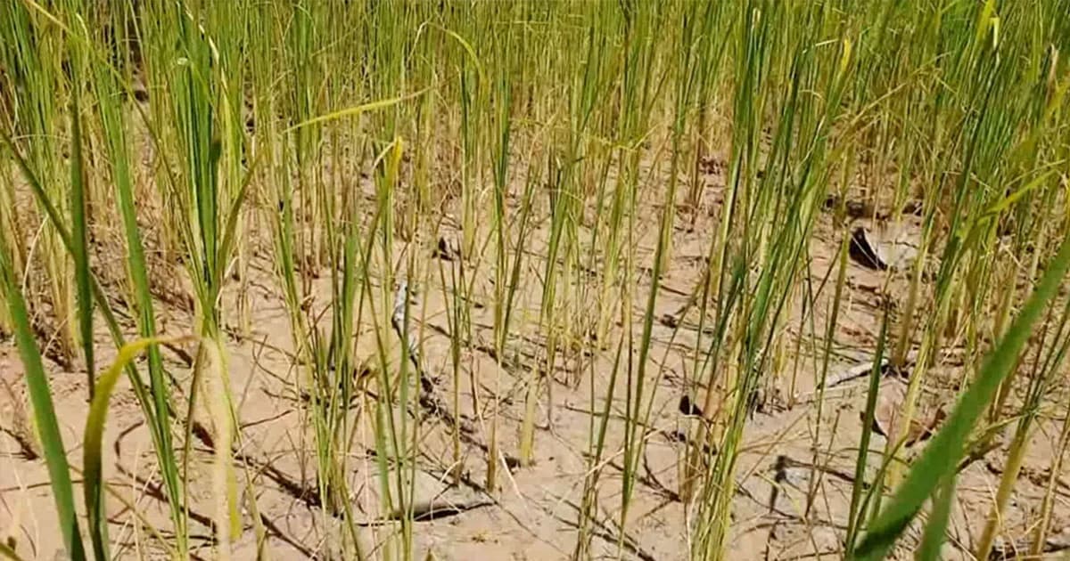 ชาวนาร้อยเอ็ดระทม ! ฝนทิ้งช่วง ทำข้าวยืนต้นตายเกือบ 2 แสนไร่