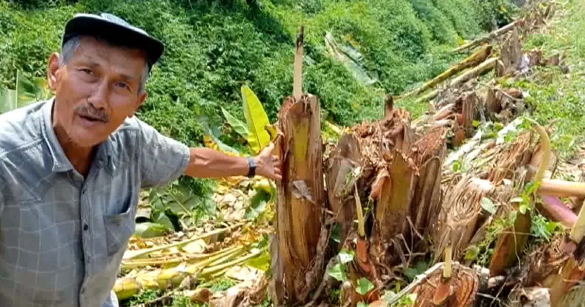 “ลุงดำ” ประกาศเลิกปลูกต้นกล้วยริมถนนลดคนตาย-รับไม่ได้กฎทางหลวง