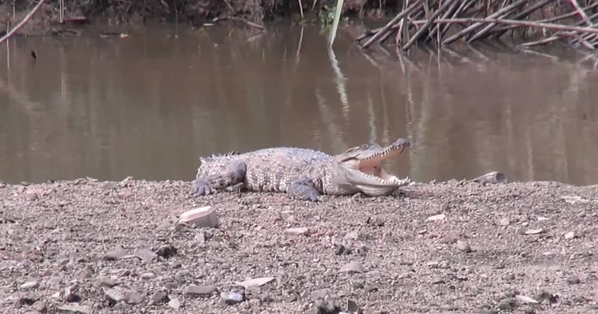 ผวา! พบจระเข้ยาว 3 เมตร นอนอาบแดดในคลองหวะ เมืองหาดใหญ่