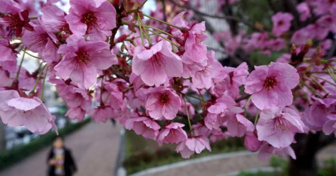 อิทธิพลไต้ฝุ่น “เจบี” ทำซากุระบานในฤดูใบไม้ร่วง