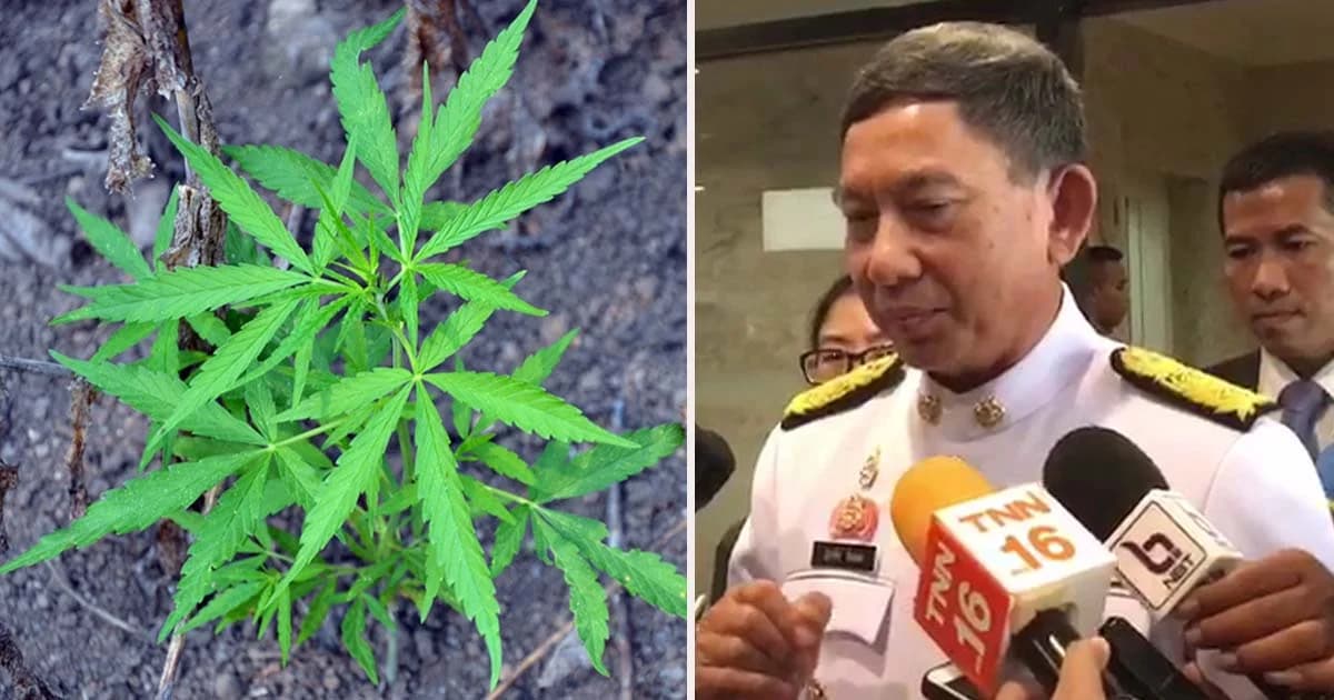 เตรียมส่งข้อมูล กัญชาใช้การแพทย์ให้นายกฯ ยืนยันไม่ปล่อยปลูกอิสระ