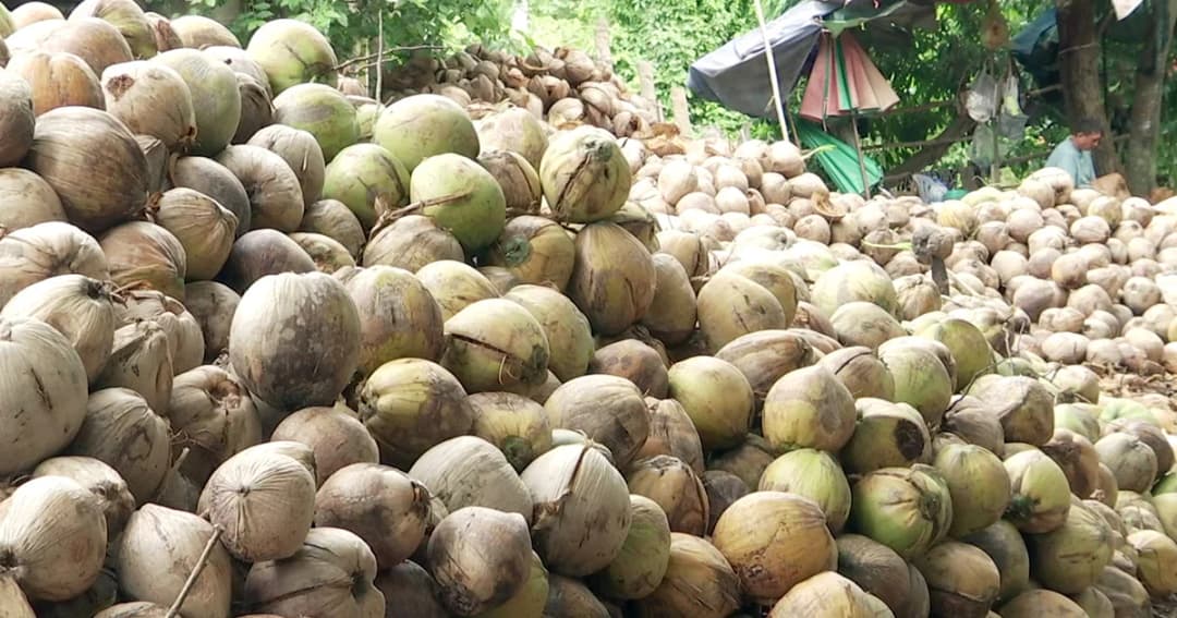 ชง ‘มะพร้าว’ เป็นสินค้าควบคุม ตั้งคณะอนุกรรมการแก้ปัญหามะพร้าวราคาตกต่ำ