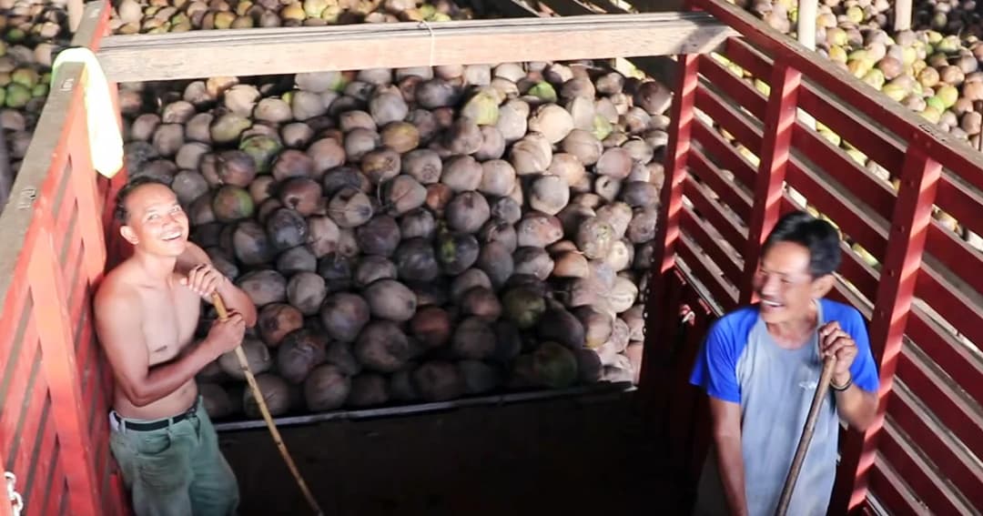 ชาวสวนมะพร้าวชุมพร เห็นด้วยเสนอให้ ‘มะพร้าวเป็นสินค้าควบคุม’ แก้ราคาตก