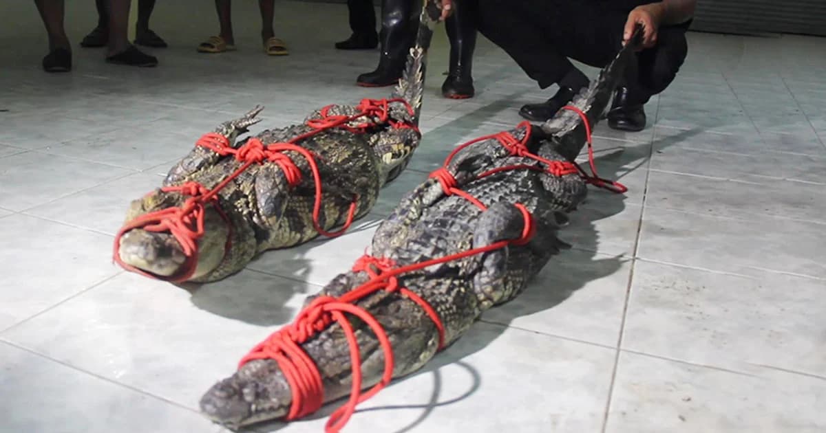 จับได้แล้ว จระเข้ 2 ตัว นอนอาบแดดเกาะกลาง จ.สงขลา