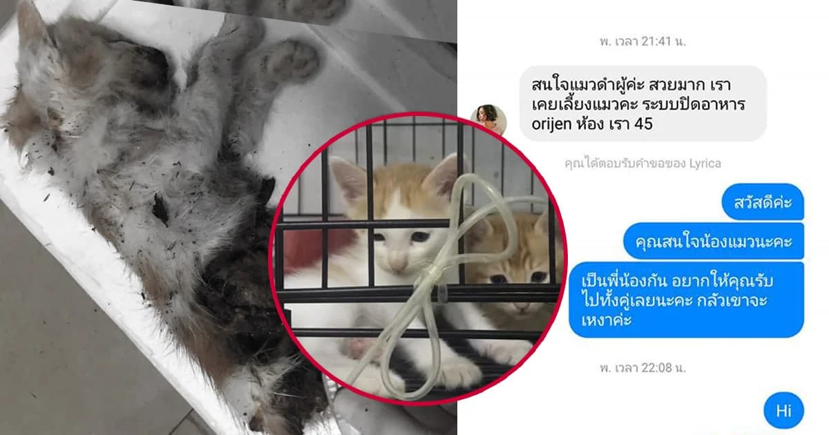 ดีเจสาวปฏิเสธฆ่าแมว อ้างแมวหลุดพบอีกทีตายแล้ว