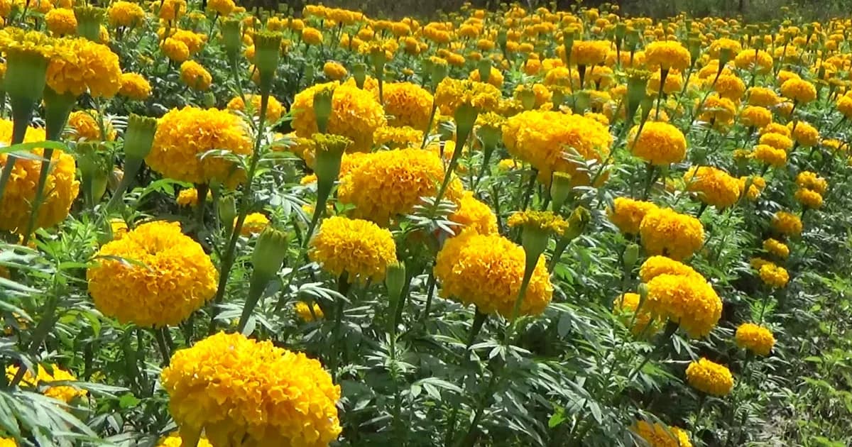 หนุ่มตรังคิดสูตรปลูกดาวเรืองขายหน้าฝน สวนกระแสคนไม่กล้าปลูก ขายดี ราคาพุ่ง