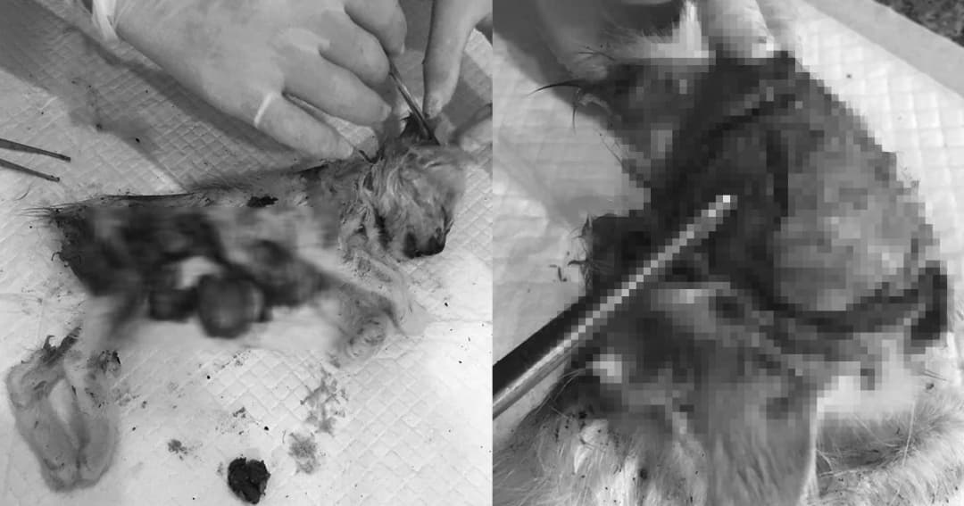 เว็บใต้ดิน ‘ดาร์คเวบ’ คืออะไร ทำไมต้องทารุณสัตว์