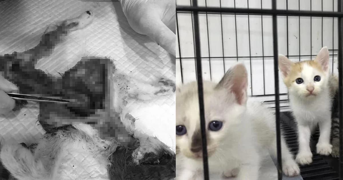 สัตวแพทย์ชี้ชัด ! แมวตายผิดธรรมชาติ หาง-อวัยวะหาย