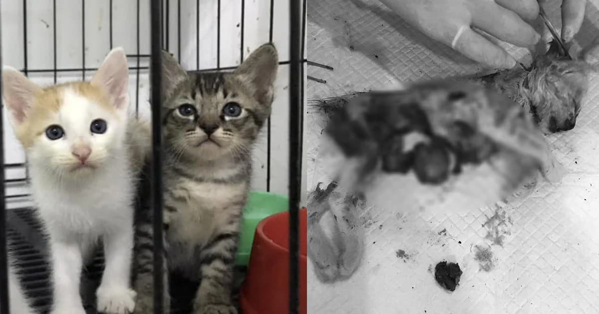 เตรียมสอบรอบ 2 ‘ดีเจสาว’ ผู้ต้องสงสัยฆ่าแมว