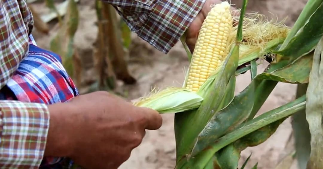 ช้างป่าทับลาน ยกโขลงทำลาย-กัดกินข้าวโพด เสียหาย 4 ไร่