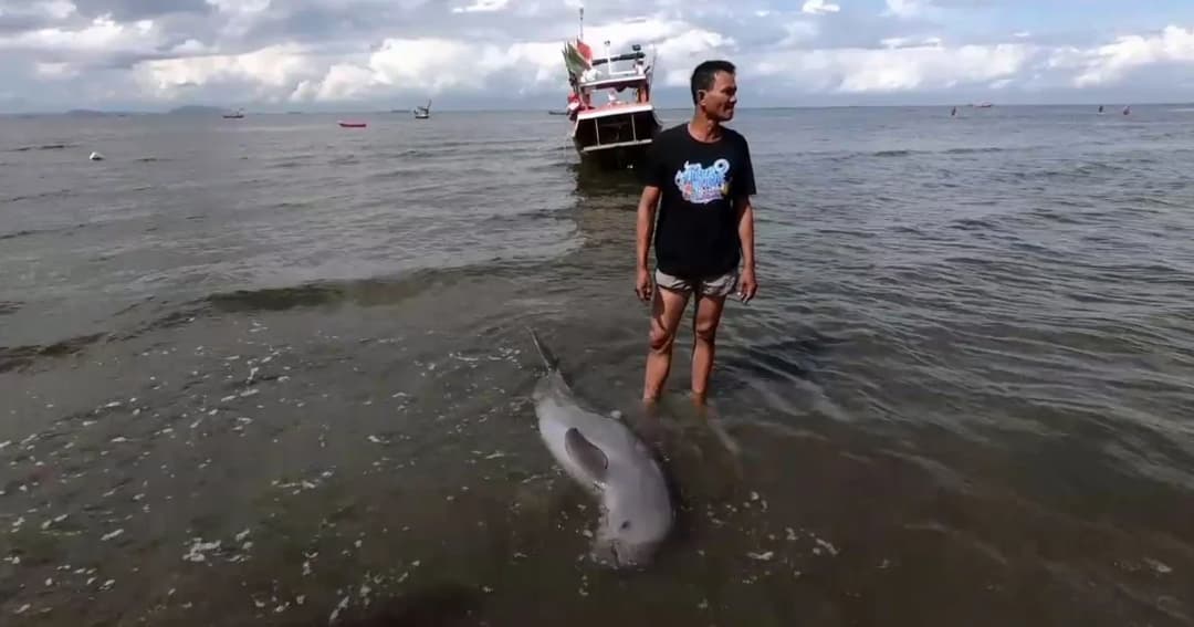 พบ “โลมาอิรวดี” ตายกลางทะเลบางแสน