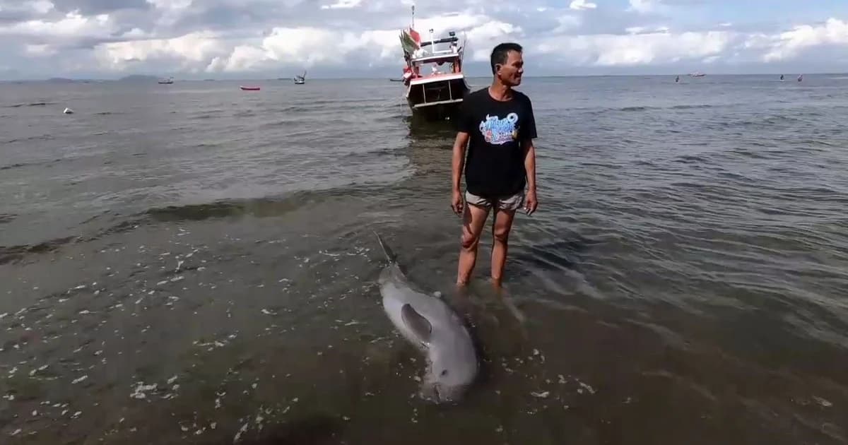 พบ “โลมาอิรวดี” ตายกลางทะเลบางแสน