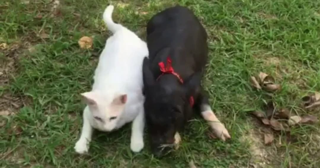 คลิปสุดน่ารัก ! พี่แมว น้องหมู รักต่างสายพันธุ์ เหมือนพี่น้องท้องเดียวกัน