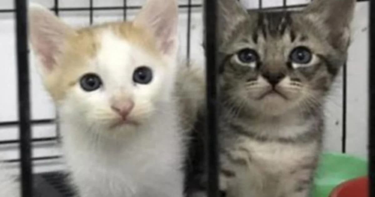 สรุป ! ปริศนาแมวตาย จงใจฆ่าหรืออุบัติเหตุ