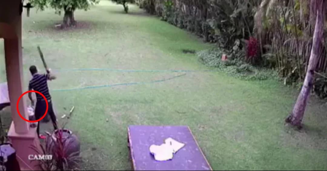 พ่อแค้น! หมางับลูกมีแผลถลอก คว้าไม้ตี-จับฟาดขอนไม้ตาย