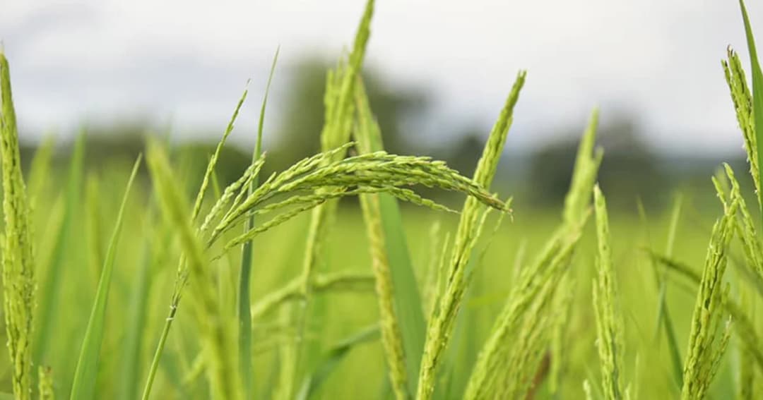 ข้าวหอมราคาดี ก.เกษตรทยอยเปิดจุดรับซื้อข้าวเปลือก