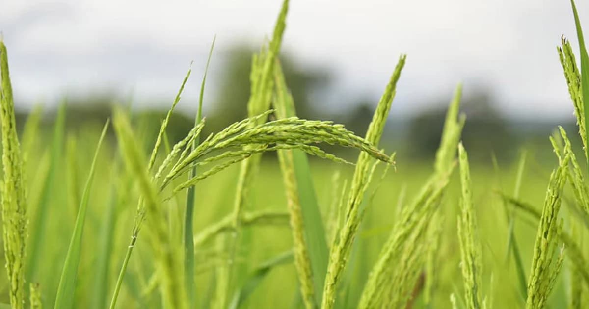 ข้าวหอมราคาดี ก.เกษตรทยอยเปิดจุดรับซื้อข้าวเปลือก