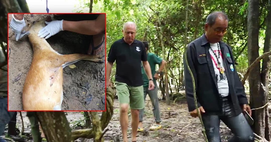 ตำรวจเร่งล่า! แก๊งลอบยิงสัตว์ป่า มูลนิธิเพื่อนสัตว์ป่า จ.เพชรบุรี