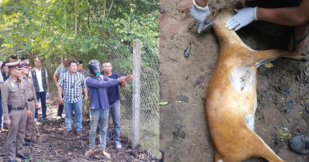 ถูกกดดันจนมอบตัว! คนร้ายลักลอบฆ่าสัตว์มูลนิธิเพื่อนสัตว์ป่า จ.เพชรบุรี เข้ามอบตัวแล้ว 1 ราย