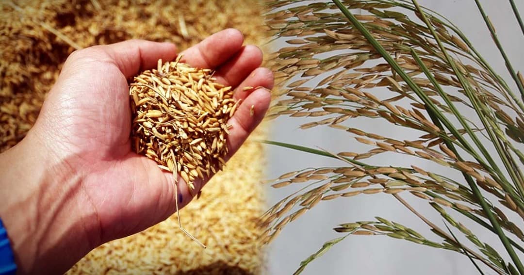 ส่งออกข้าวหอมมะลิไทยยังครองอันดับ 1 ของโลก แม้เสียแชมป์ประกวด