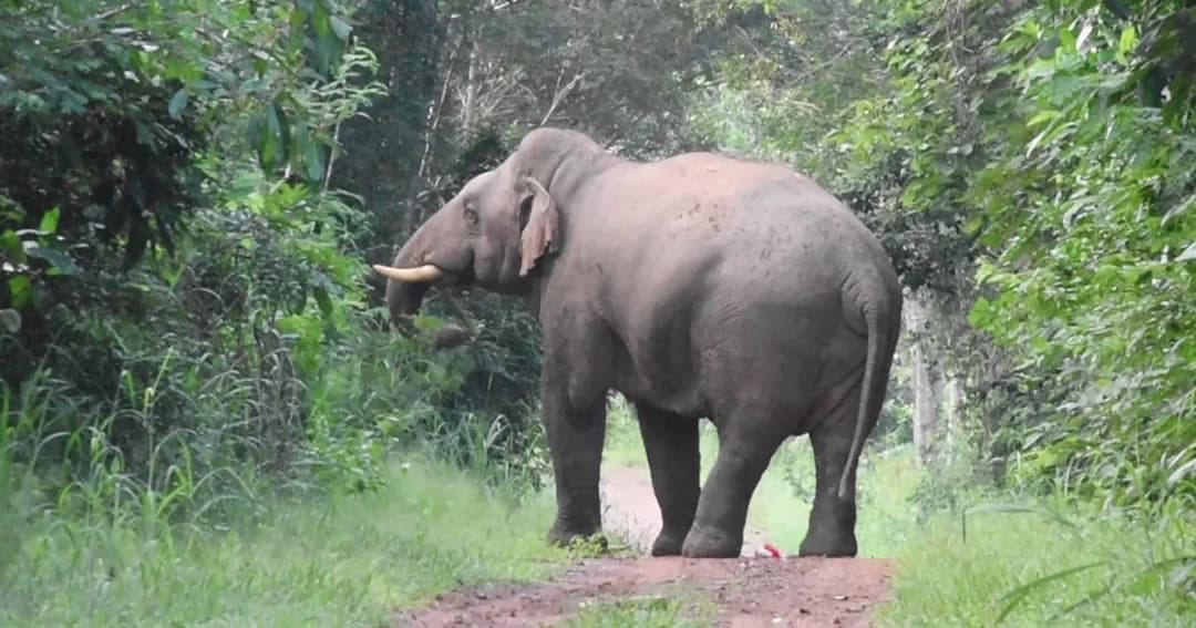 เจออีก! ‘เจ้าเบี่ยง’ ช้างป่าบุกกินพืชไร่ชาวบ้าน เดินกลางถนนวังน้ำเขียว