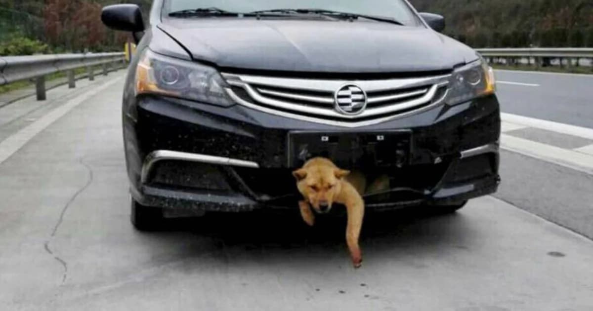 ยังไม่ถึงฆาต! หมาถูกรถชนบนทางด่วนในจีน ติดหน้ารถไปกว่า 400 กม. แต่ไม่ตาย