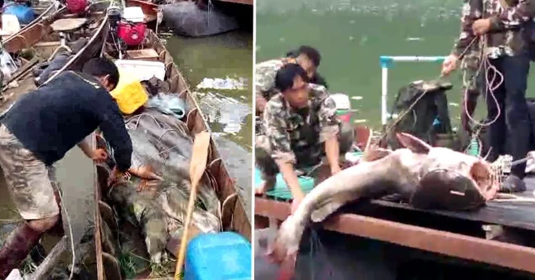 จับ 3 พรานเบ็ด พร้อมปืนติดเลเซอร์ลอบล่องเรือล่าปลายักษ์กลางป่าทุ่งใหญ่นเรศวร