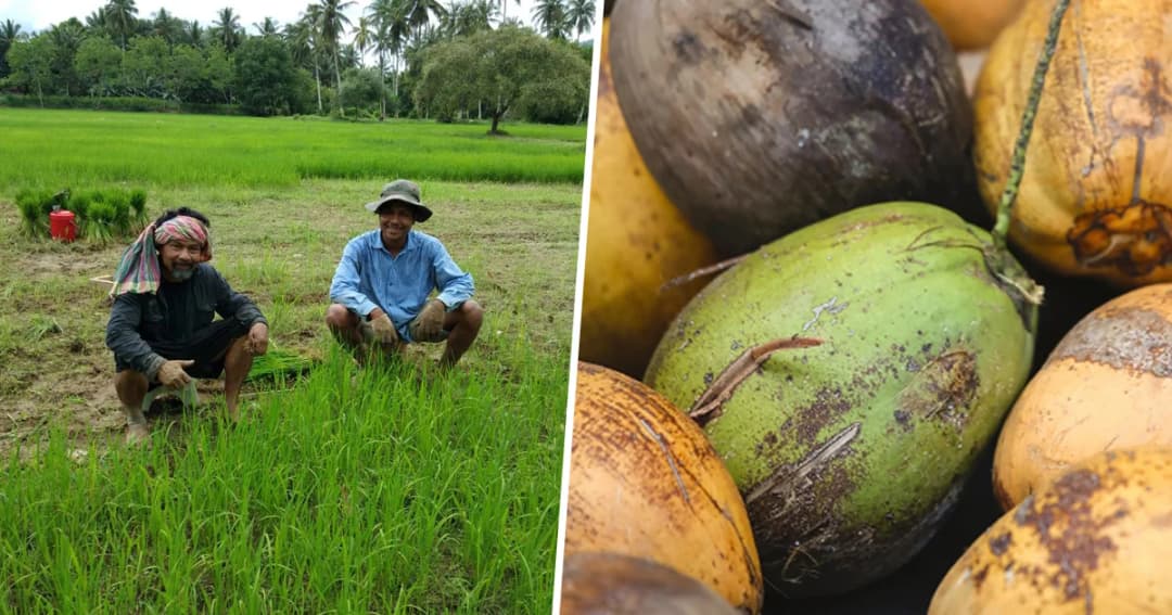 มะพร้าวราคาร่วงหนัก! ชาวสวนประจวบฯ หันมาปลูกข้าวขาย สร้างรายได้เพิ่ม