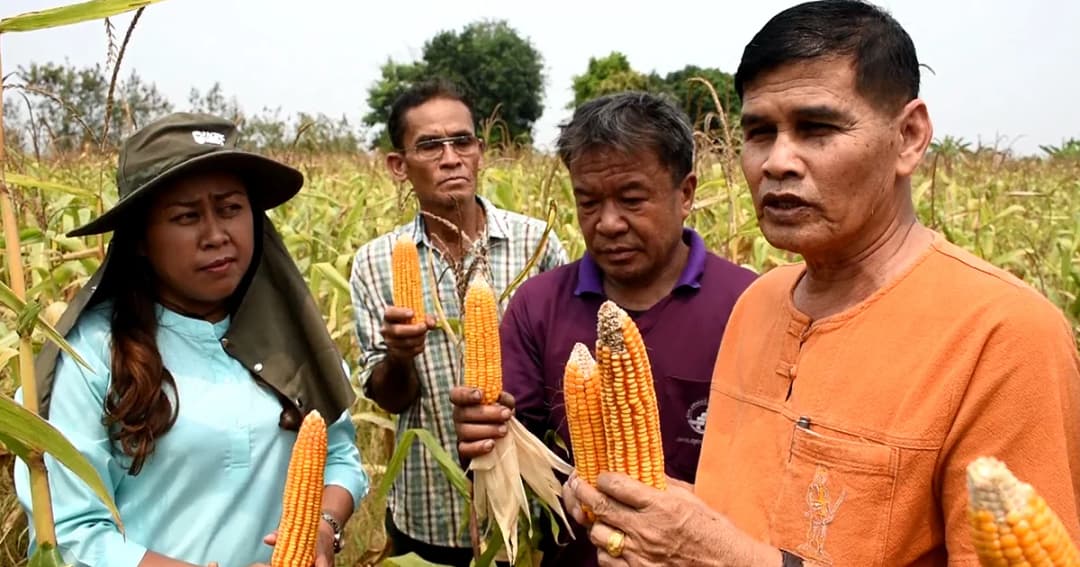ชาวนา จ.อุตรดิตถ์ หันมาปลูกข้าวโพดหลังฤดูทำนาปรัง แก้ปัญหาภัยแล้ง