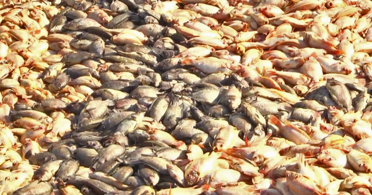 วิกฤติน้ำเสีย ! ปลากระชังอ่างกระเสียวตายนับร้อยตัน เสียหายร่วมสิบล้านบาท