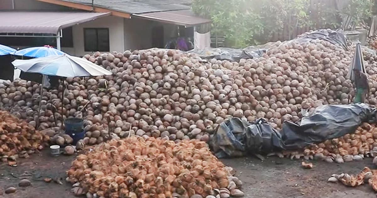 มติกกร.ขึ้นบัญชี “มะพร้าว” เป็นสินค้าควบคุม ให้นำเข้าแค่ 2 ด่าน ‘กรุงเทพ-แหลมฉบัง’