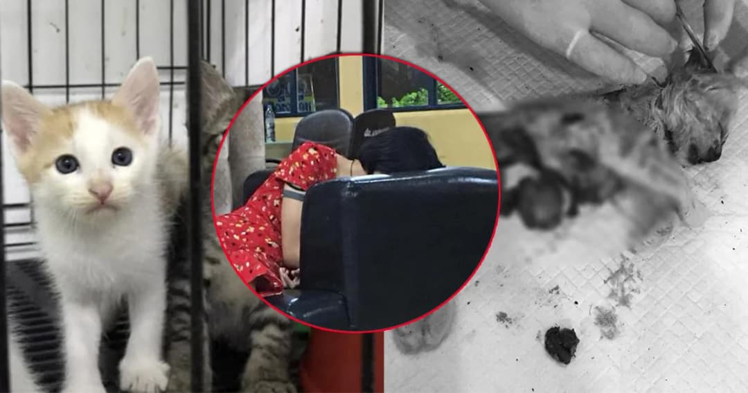 “ดีเจซัน” ควักไส้แมว อ่านหนังสือเนื้อหาซาดิสต์