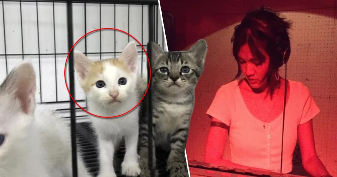 ขีดเส้นตาย 29 ต.ค. ‘ดีเจซัน’ ต้องไปรับทราบข้อกล่าวหาฆ่าแมว ก่อนถูกออกหมายจับ